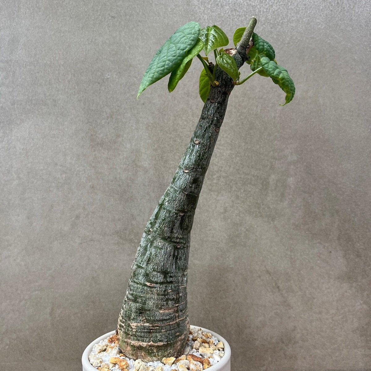 【お値引き❗️現地球/ 超希少❗️】アデニア フィリンガラベンシス アデニア フィリンガラベンシス【GOODDAYS/white鉢セット