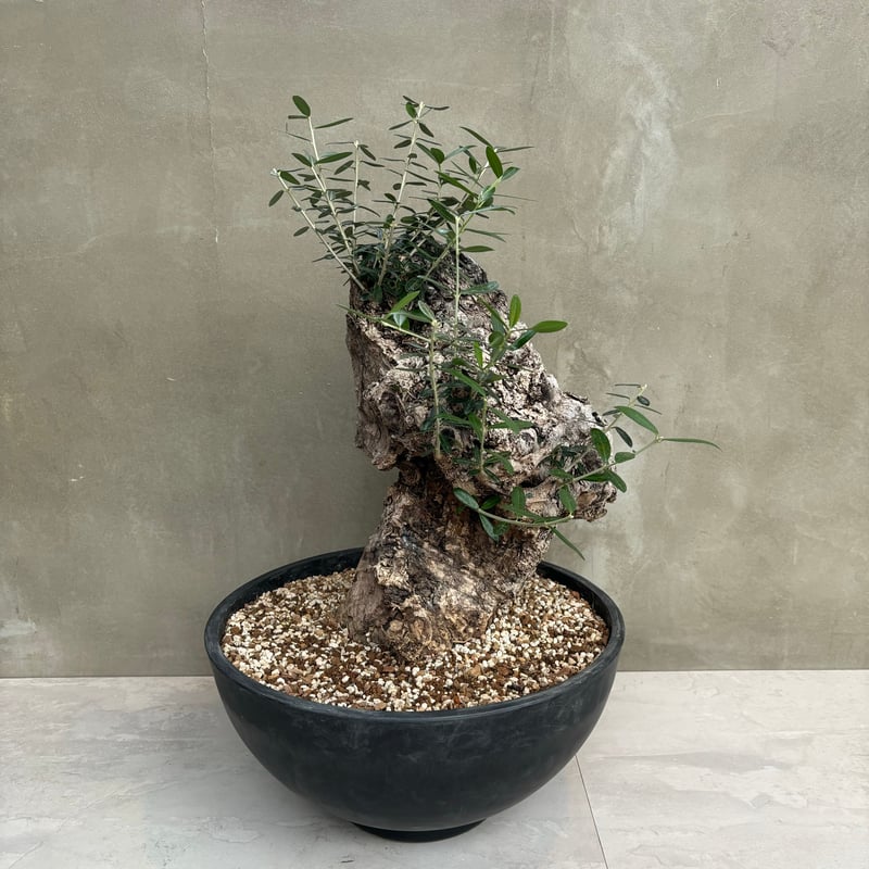 Old olive（24jun4.v3-11） | GOOD DAYS