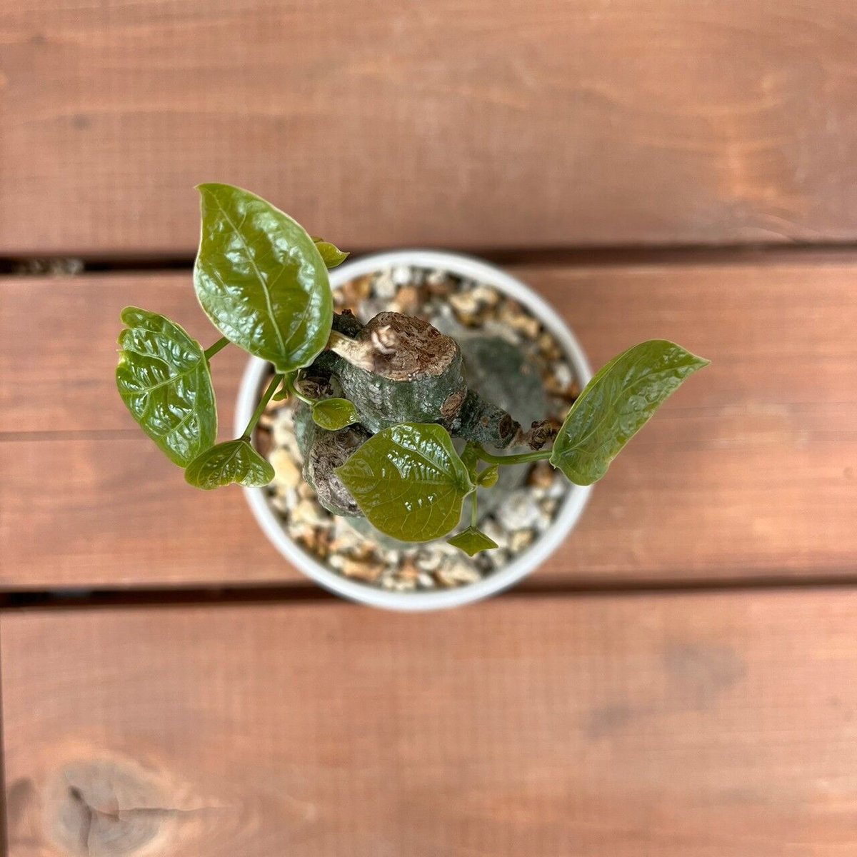 アデニア クリスタルグリーン【GOODDAYS/white鉢セット】23may19.n2-2