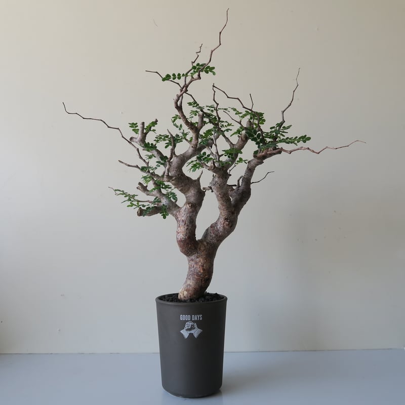 commiphora monstruosa コミフォラモンストローサ GOOD DAYS commiphora monstruosa コミフォラモンストローサ GOOD DAYS