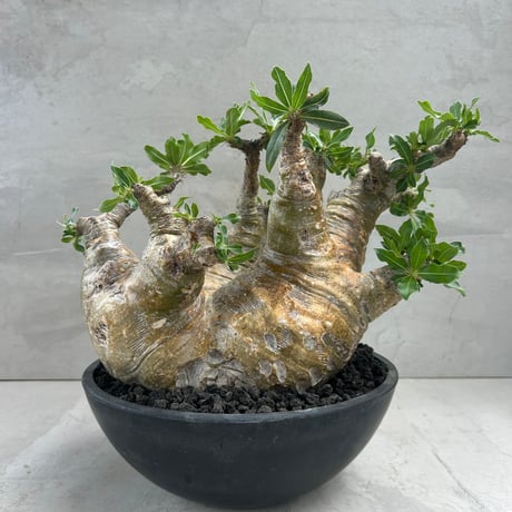 CATEGORY コーデックス | GOOD DAYS