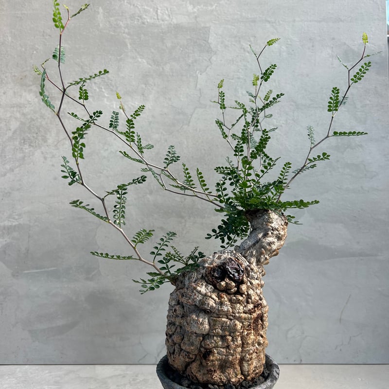 オペルクリカリアパキプス　VALIEM鉢付き オペルクリカリアパキプス VALIEM鉢付き オペルクリカリア パキプス