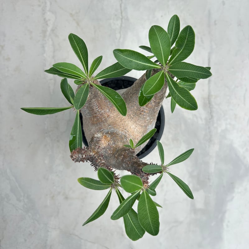 パキポディウム・マカイエンセ(25jul15v06-1) | GOOD DAYS