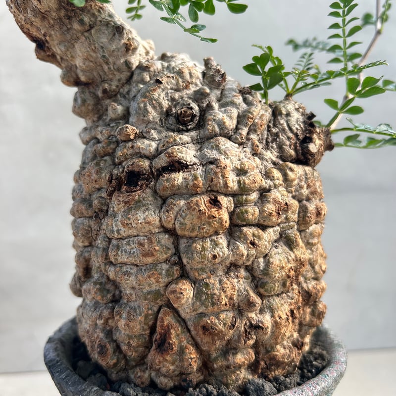 オペルクリカリアパキプス　VALIEM鉢付き 期間限定開始価格】オペルクリカリア パキプス 現地株 作家鉢付き