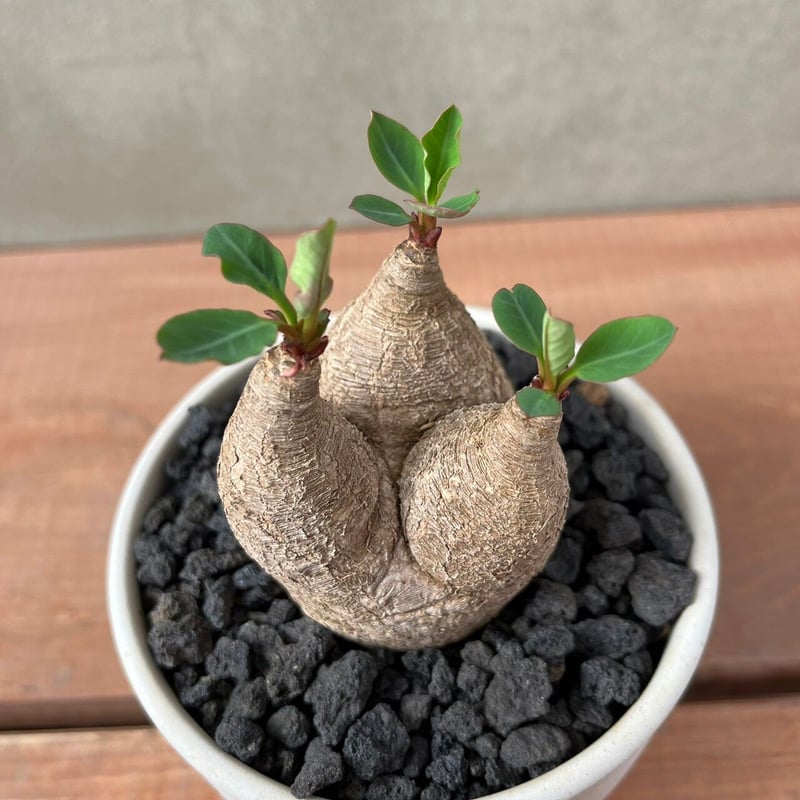 ユーフォルビア ラバティ【GOODDAYS/white鉢セット】23may19.n3-3 |