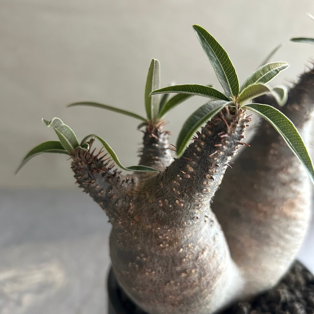 パキポディウム グラキリス ダブル GOODDAYS/黒鉢セット【23oct22.n2-4