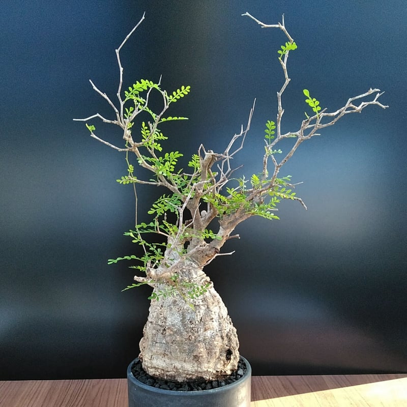 オペルクリカリアパキプス 塊根植物 コーデックス グラキリス N/OH