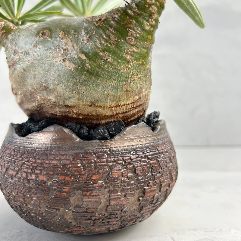 パキポディウム・グラキリス【笠間焼 川澄 智一 作家鉢】（24may9.n4