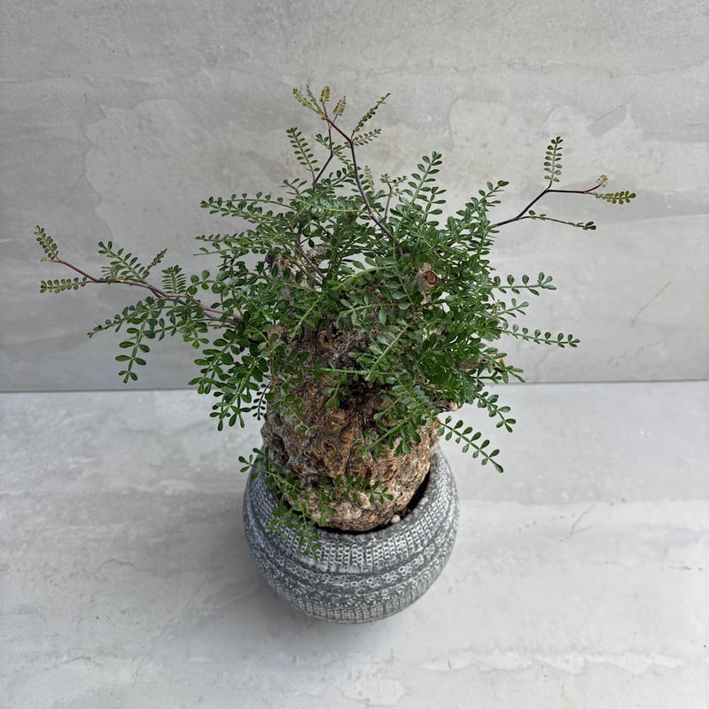 オペルクリカリア・パキプス【浅見五郎助作品鉢】(24dec24.v14-17