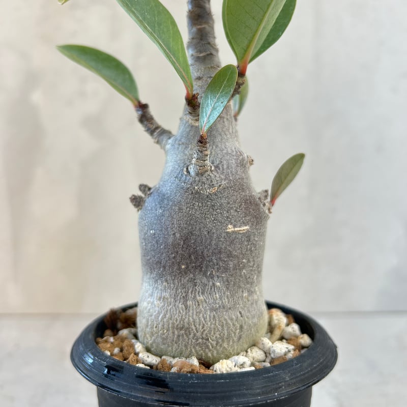 アデニウム・ブラックスキン(25jul7.v42/3-2) | GOOD DAYS