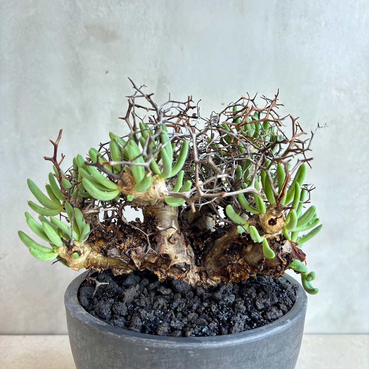 チレコドン・レティキュラーツス / 万物想【24dec14.e22-4】 | GOOD DAYS