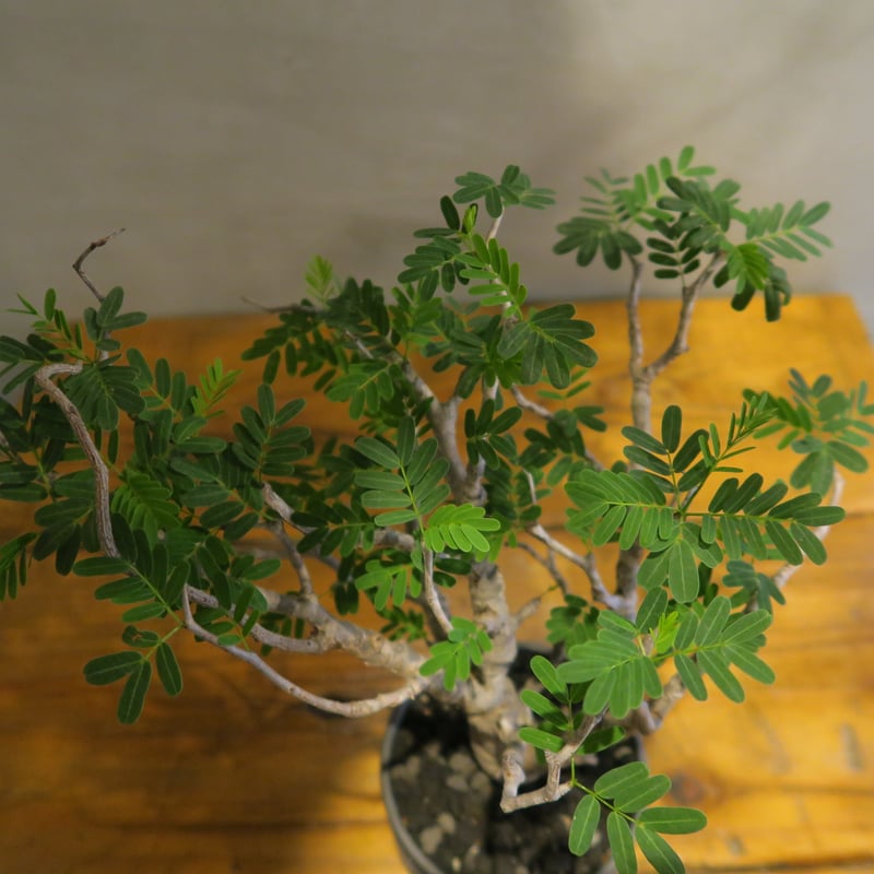 senna meridionalis センナ・メリディオナリス【PYTHON/mattegr