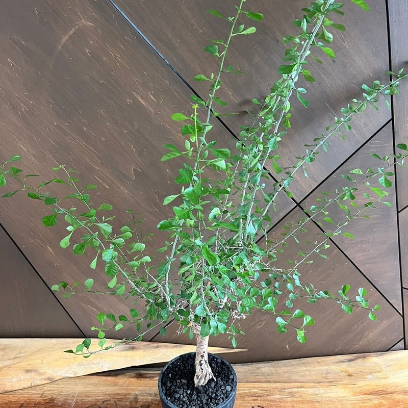 【美樹形】コミュフォラ　シンプリキフォリア　現地発根株 美樹形】コミュフォラ シンプリキフォリア 現地発根株 【公式通販】