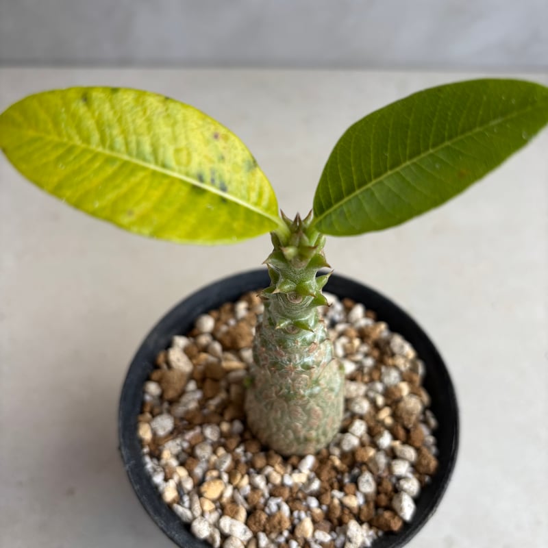 パキポディウム・ウィンゾリー 【実生】(24nov27.h11-3) | GOOD DAYS