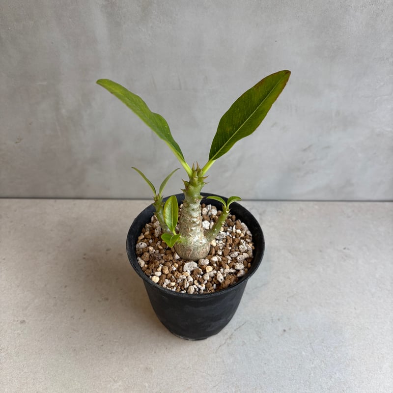 パキポディウム・ウィンゾリー 【実生】(24nov27.h11-4) | GOOD DAYS