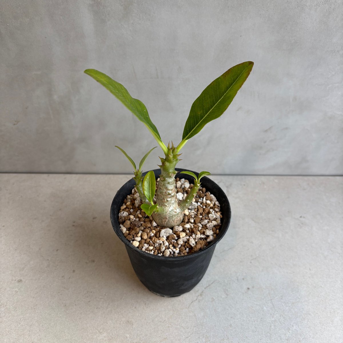 パキポディウム・ウィンゾリー 【実生】(24nov27.h11-4) | GOOD DAYS