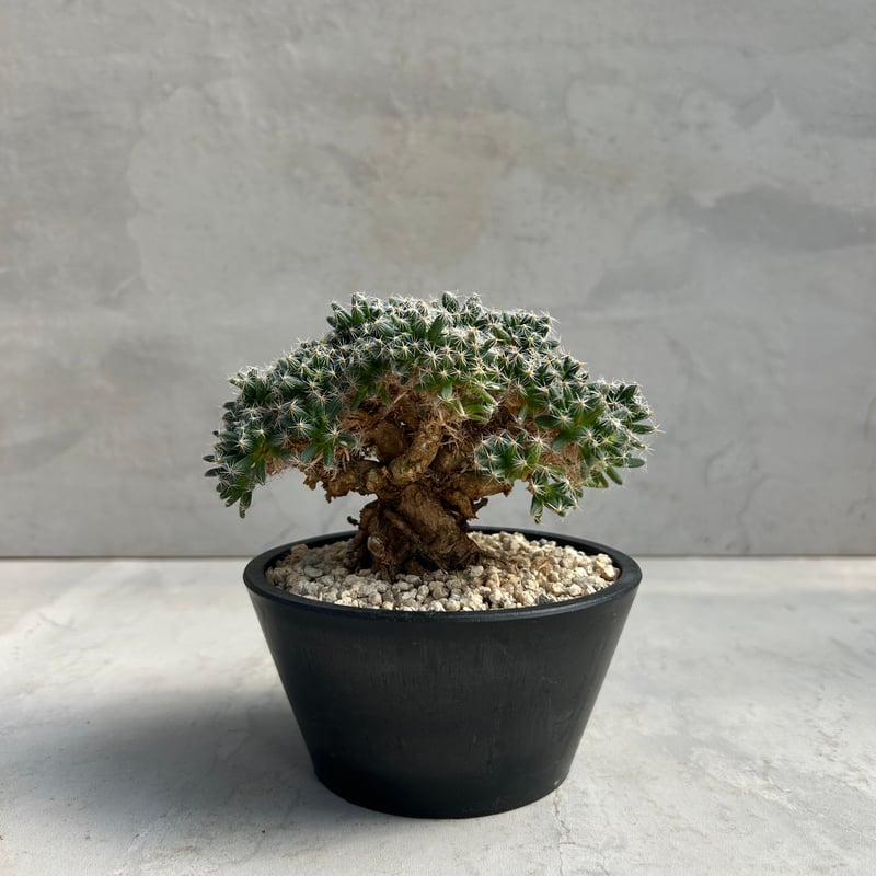 トリコディアディマ・デンサム【紫晃星】 (24nov27.h04-2) | GOOD DAYS