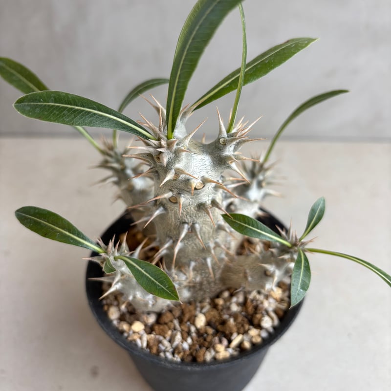 5頭　超極太10㌢　パキポディウム ホロンベンセ　鉢ごとメルカリ便 パキポディウム ホロンベンセ - メルカリ