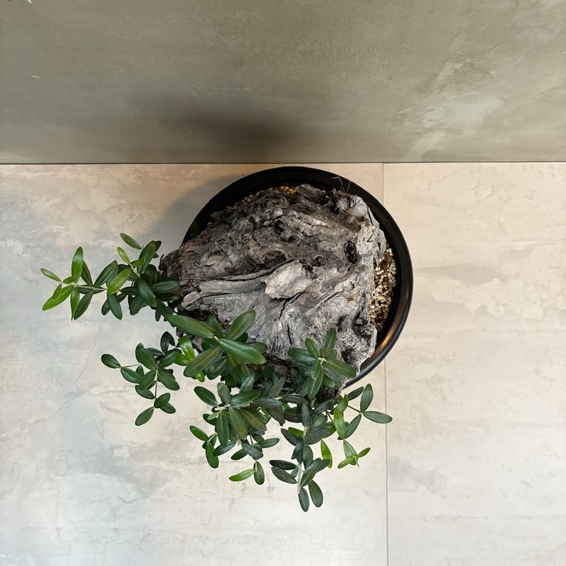 Old olive（24jun4.v3-7） | GOOD DAYS