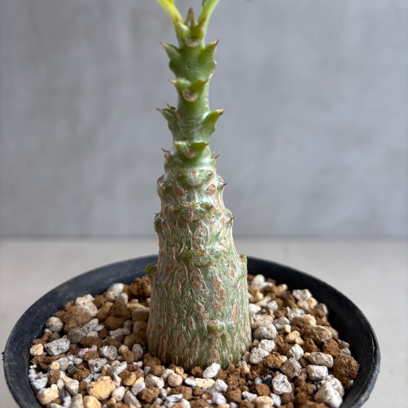 パキポディウム・ウィンゾリー 【実生】(24nov27.h11-3) | GOOD DAYS