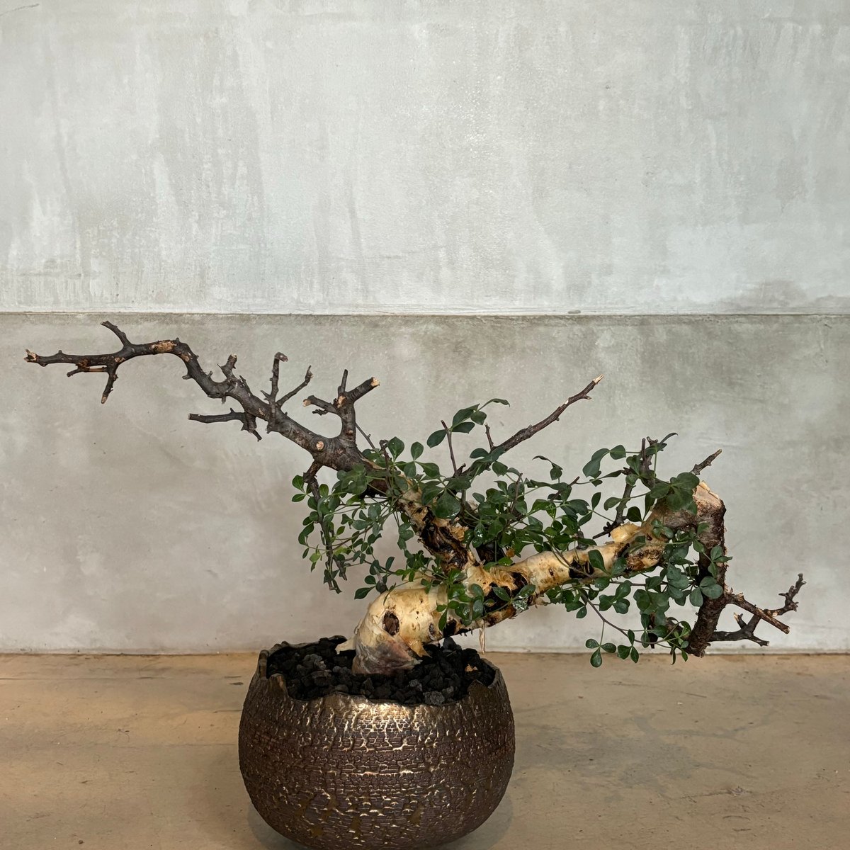 コミフォラ カタフ ピュア【川澄 智一 作品鉢】（24jun29.e1-39