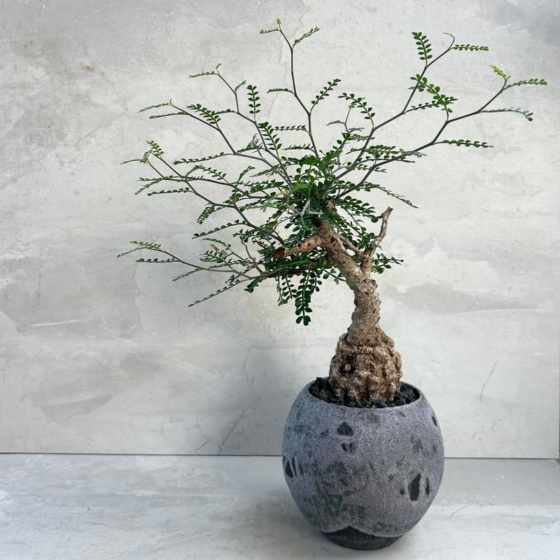 オペルクリカリア・パキプス【浅見五郎助作品鉢】(24dec24.v14-4