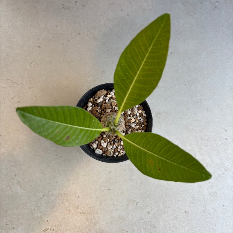 パキポディウム・ウィンゾリー 【実生】(24nov27.h11-13) | GOOD DAYS