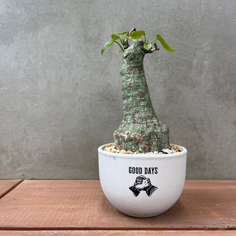 アデニア クリスタルグリーン【GOODDAYS/white鉢セット】23may19