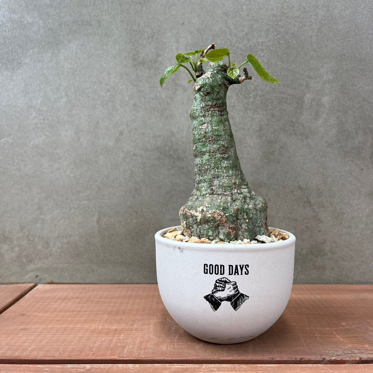 アデニア クリスタルグリーン【GOODDAYS/white鉢セット】23may19.n2-2