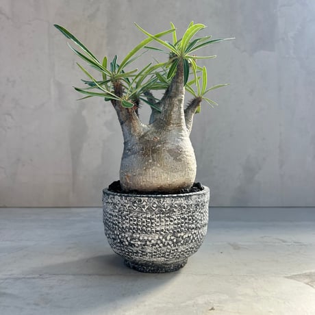 yasuo noto　パキポーズ　グラキリス yasuo noto パキポーズ グラキリス yasuo noto様専用 パキポーズ