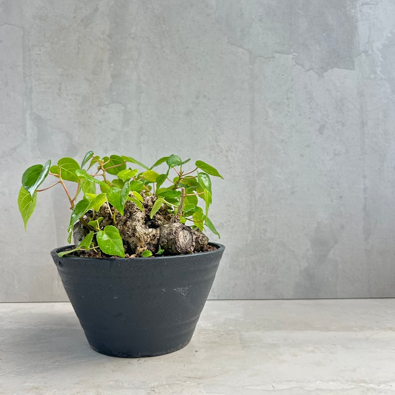 オオハマボウ(25jun12.m38/4) | GOOD DAYS