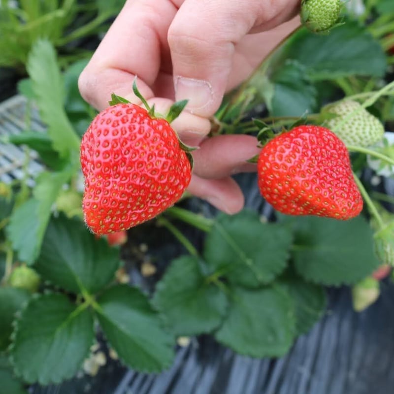 苺③BEさん専用 Strawberry Butter ストロベリーバター 会津宮袋産苺使用 | BONCHI f