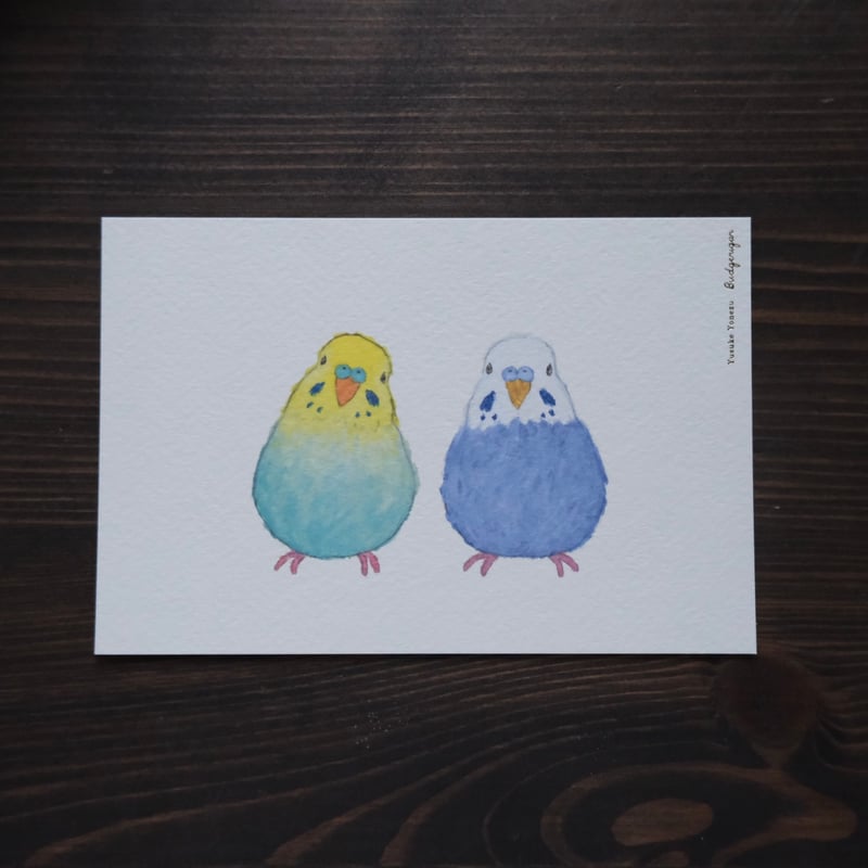 米津祐介 ポストカード/ セキセイインコ | リスノ雑貨店