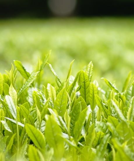 2026年静岡県産新茶 採れたて初摘み【80g】