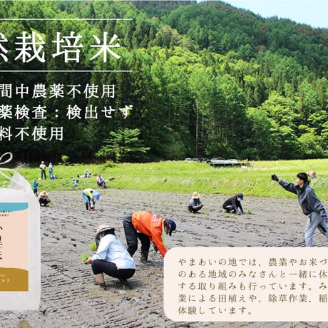 【定期】令和６年新米🍙自然栽培コシヒカリ【穂のあかり】胚芽米5㎏　“毎日の食卓にほっとひと息、里山由来のほっこり芳醇な味わいの『小里米』”　農薬・肥料ともに不使用！