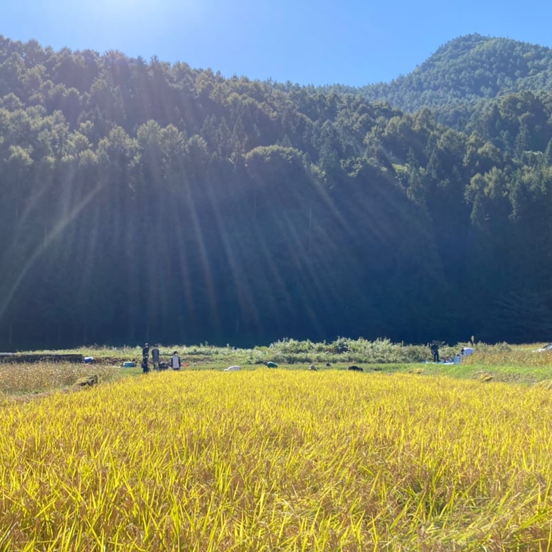 令和7年新米🍙自然栽培 亀の尾（玄米3㎏）“百年の時を超えた幻の古代