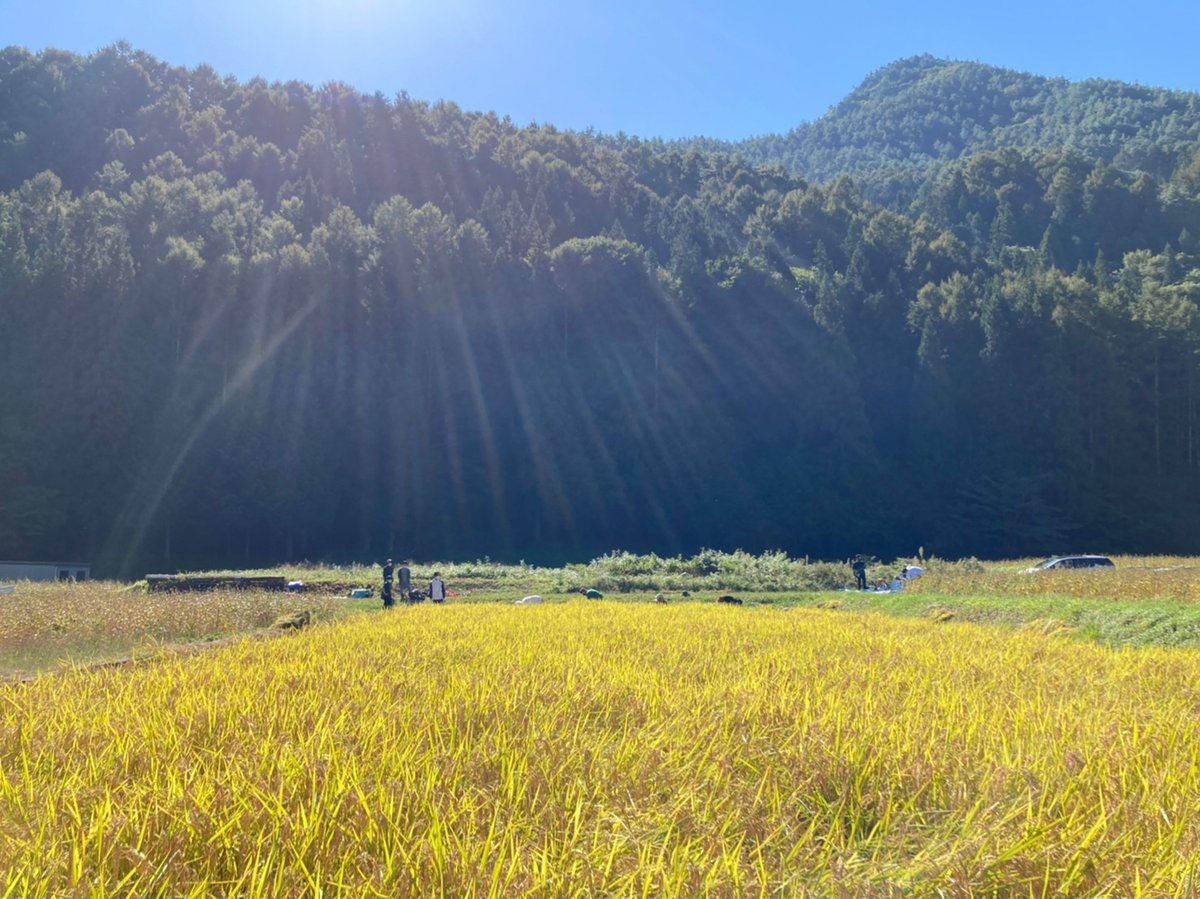 令和7年新米🍙自然栽培 亀の尾（玄米3㎏）“百年の時を超えた幻の古代