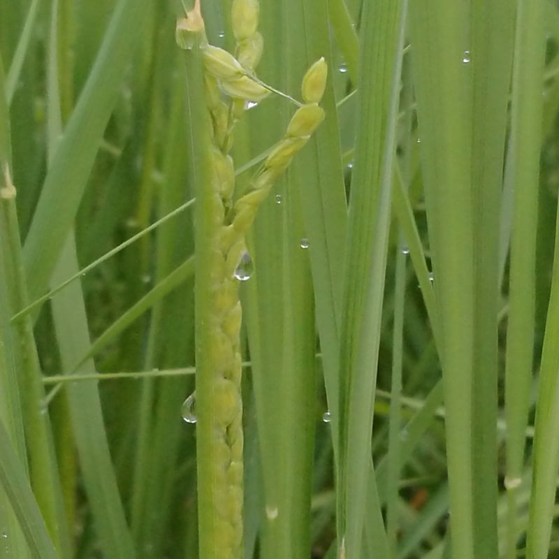 定期便】令和7年新米🍙自然栽培コシヒカリ【穂のあかり】玄米20
