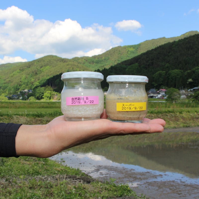 自然栽培　亀の尾　10kg 精米　農薬肥料不使用栽培 令和7年新米🍙自然栽培 亀の尾（玄米3㎏）“百年の時を超えた幻