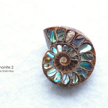 アバロンシェル | STORES