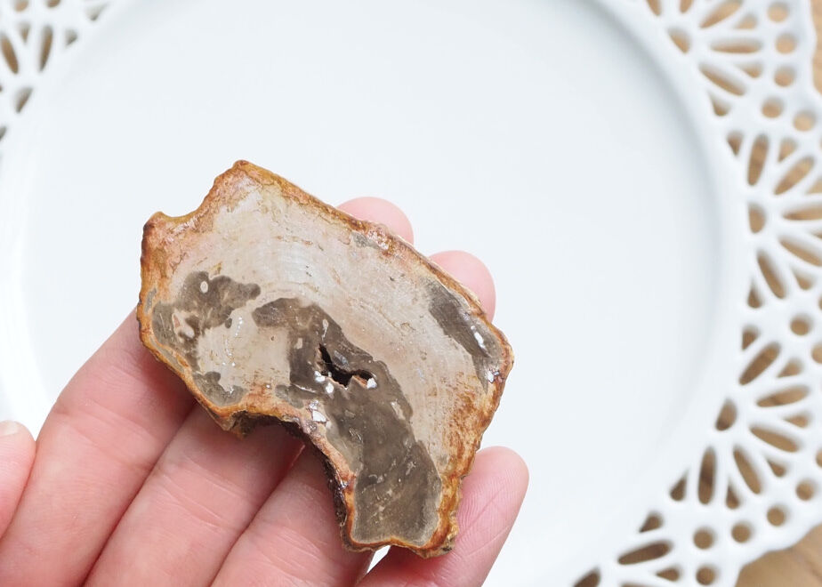 週末限定価格⭐︎天然石　珪化木　スライス 珪化木原石スライス 1 | mizunone