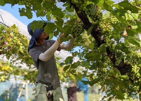 Jus de raisin miwa - 100%ストレートぶどうジュース -【望-満月-】 (1本)