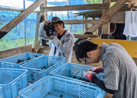 Jus de raisin miwa - 100%ストレートぶどうジュース -【望-満月-】 (1本)