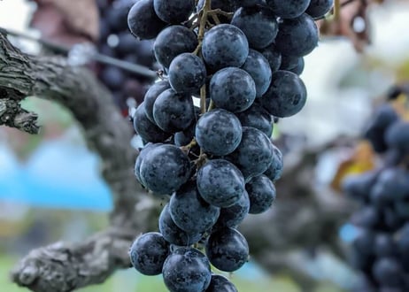 Jus de raisin miwa - 100%ストレートぶどうジュース -【望-満月-】 (1本)