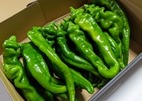 万願寺とうがらし (1kg)