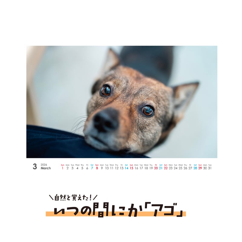 ③『犬』 卓上チャリティーカレンダー5枚セット ミニカレンダー こいぬ 2026（卓上・壁掛け／月めくり）犬カレンダー