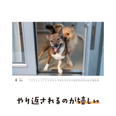 卓上カレンダー2026（特典ポストカード付）【ポテとひだりとチャーリー】
