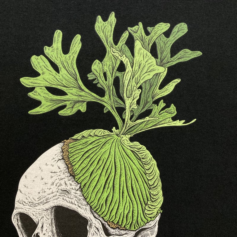 ビカクシダ リドレイ まとめ売り ビカクシダ（コウモリラン）：リドレイ 3号ポット の通販 | 園芸