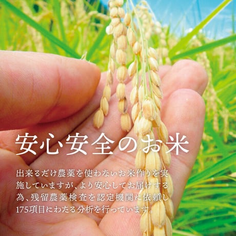 令和５年度　岐阜県産　数量限定　希少コシヒカリ　はちたか米20ｋｇ