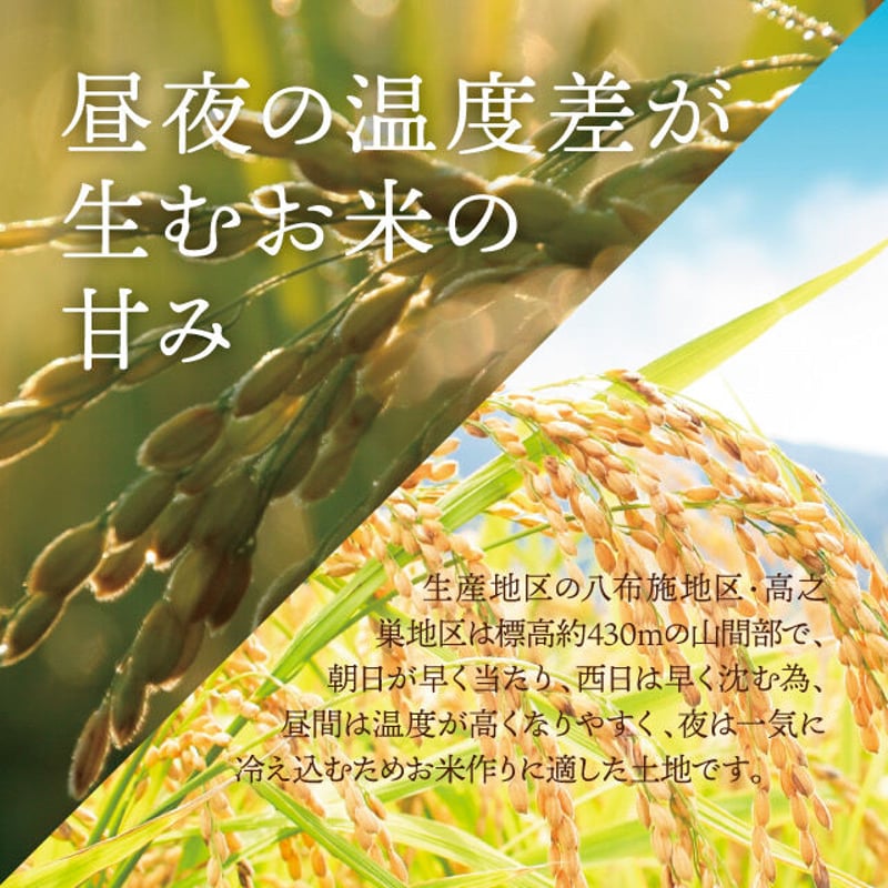 令和6年度 岐阜県産 数量限定 希少コシヒカリ はちたか米10kg 令和6年度 岐阜県産 数量限定 希少コシヒカリ はちたか米10kg